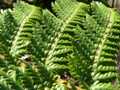 Fern 1